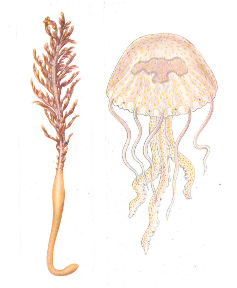 FISH. Pennatula phosphorea. Luminous Sea Pen; Pelagia noctiluca. Jellyfish 1936